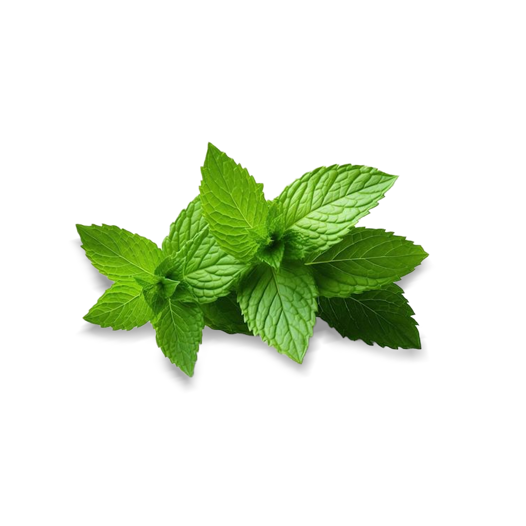 HERBES ET SALADES