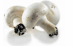 [FG-120] CHAMPIGNON BLANC (KG) - لفطر الأبيض